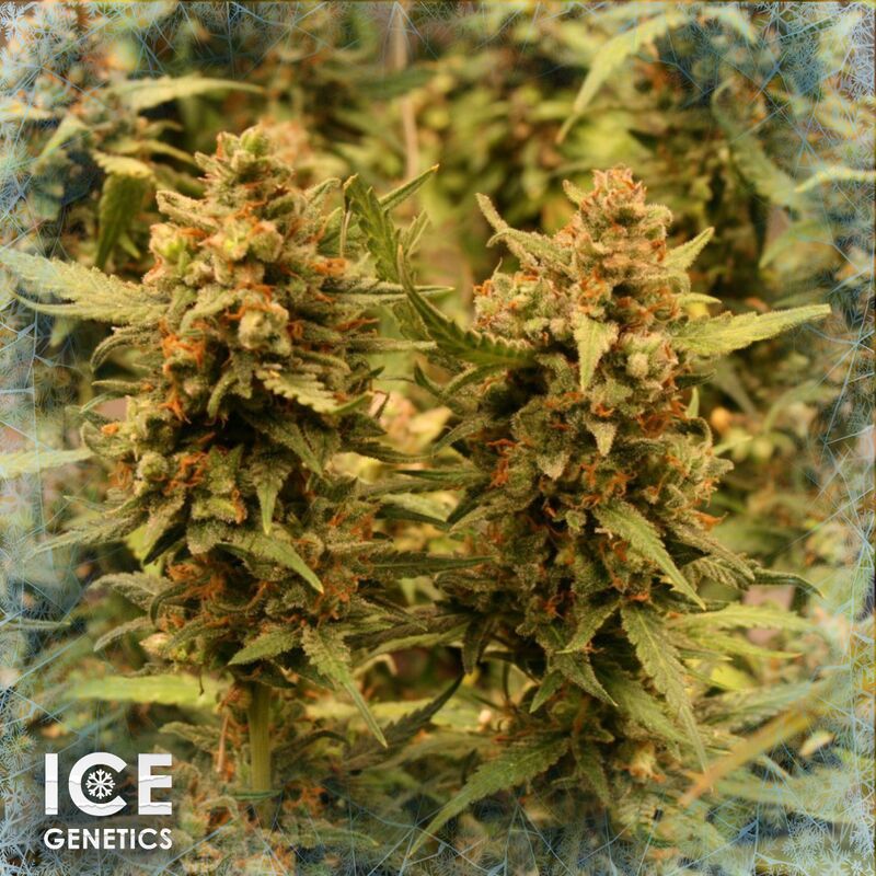 Girl Scout Cookies Auto, Фасовка: 3